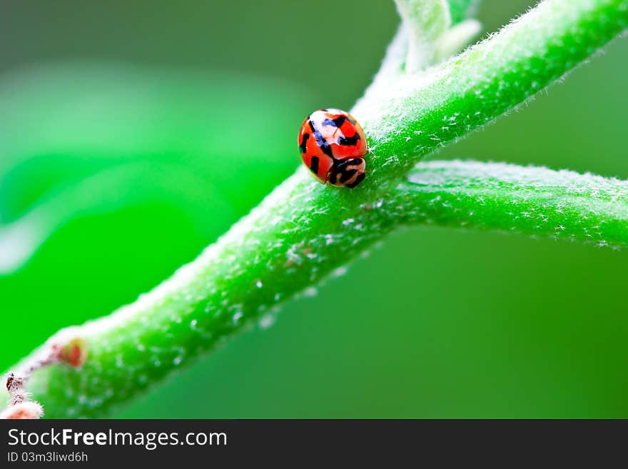 Ladybug sitting on a green