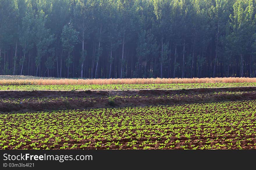 Fields And Woods