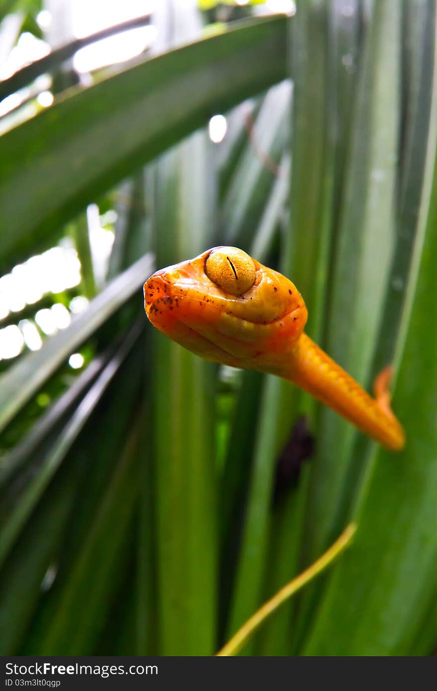 Close up of the poisonous cat eye tree snake in Costa Rica as it searches the reeds for frog eggs to feed on. Close up of the poisonous cat eye tree snake in Costa Rica as it searches the reeds for frog eggs to feed on.