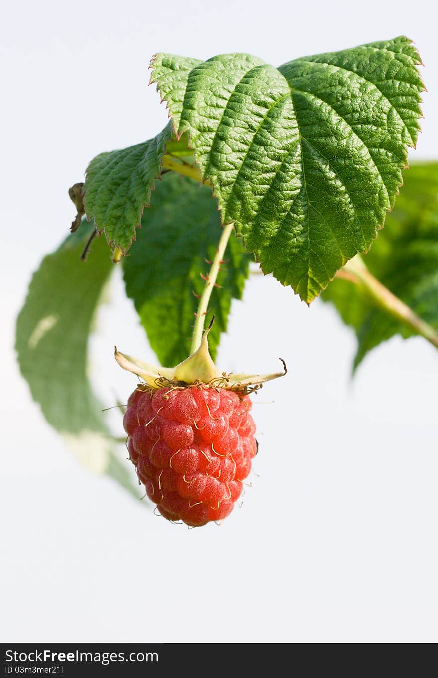 Raspberry on a green branch against the blue sky. Raspberry on a green branch against the blue sky