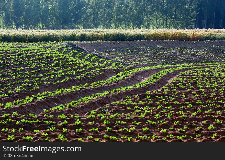 Fields and woods