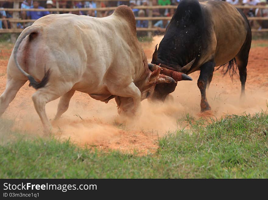 A fighting bull in Thailand. A fighting bull in Thailand.