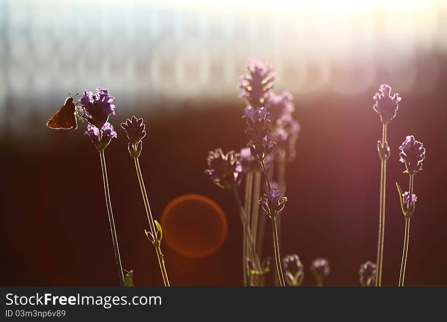 Evening Garden