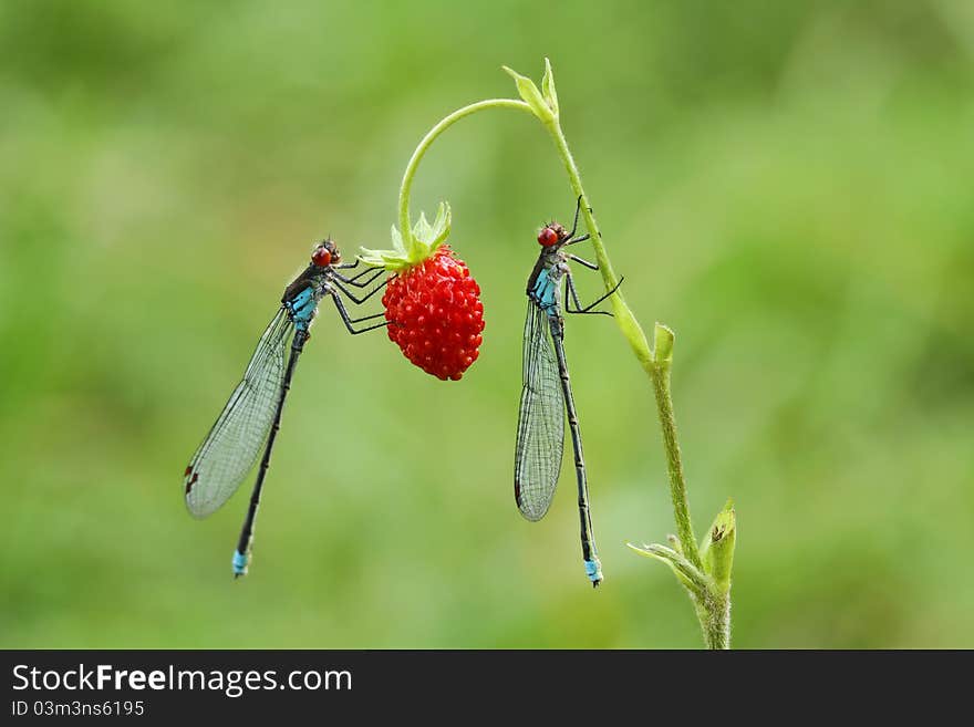 Macro of two damselflies on strawberry sitting