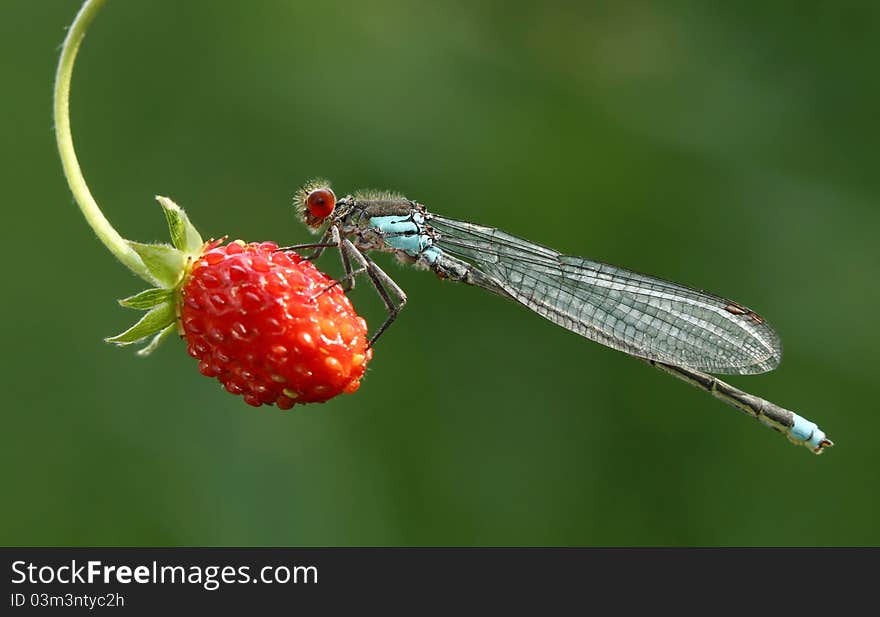 Macro of small damselfly on strawberry sitting