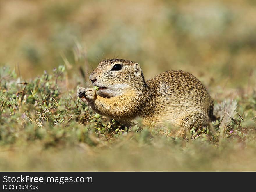 Nice ground squirrel on meadow eating something