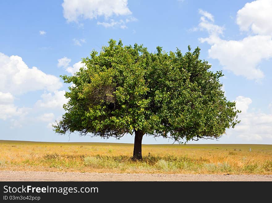 Alone Tree in steppe in nice summer day