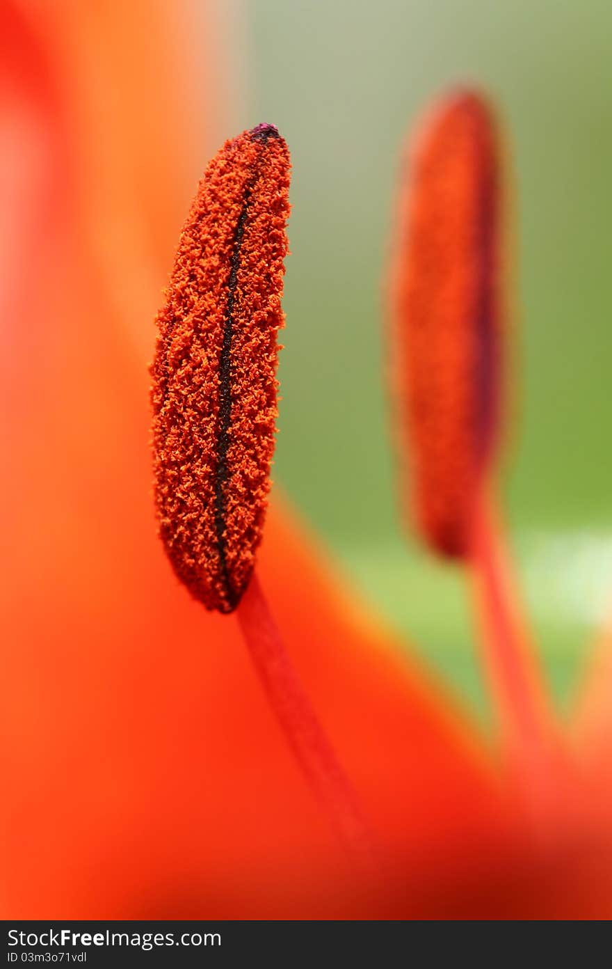 Detail of stamen inside of prime. Detail of stamen inside of prime