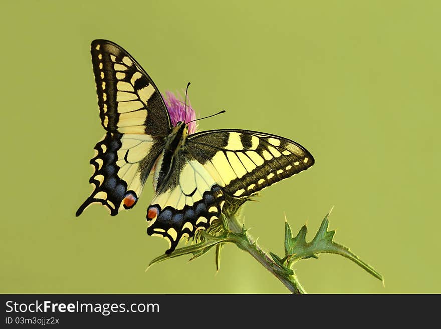 Swallowtail on thistle