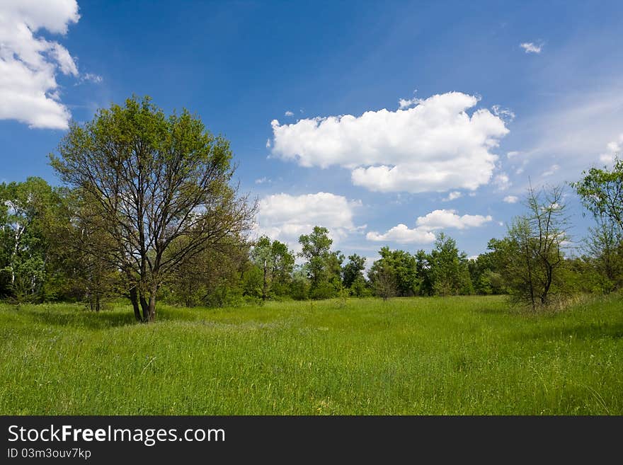 Nice green meadow in park