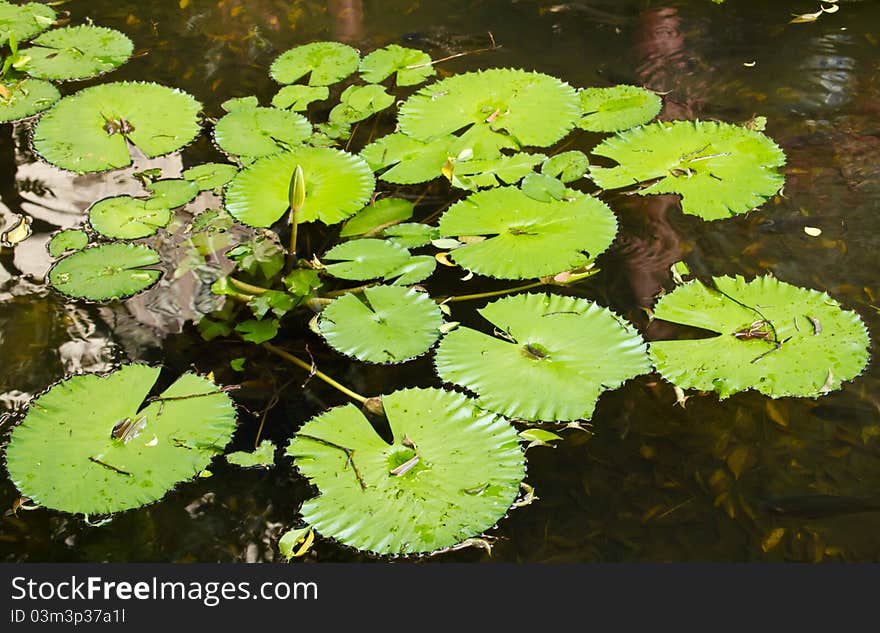 Lotus Leaf