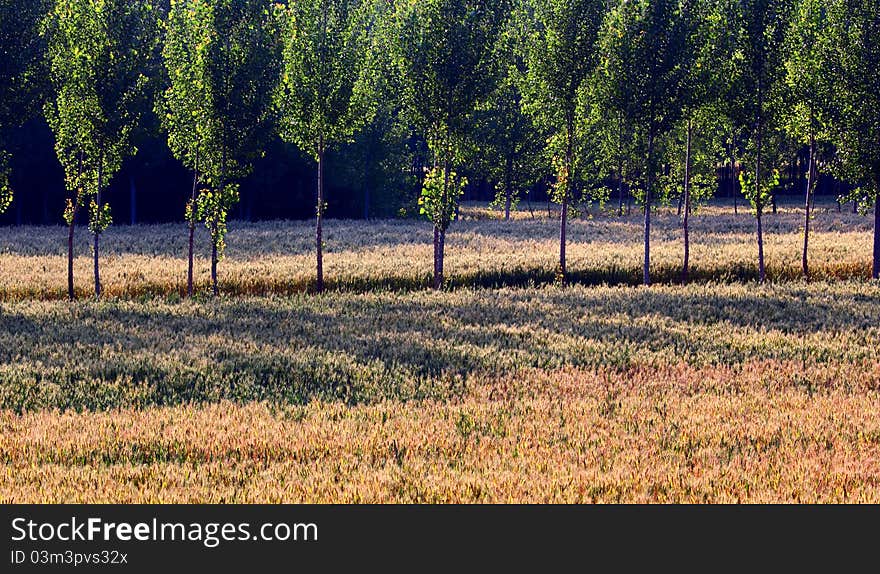 Wheat fields and woods