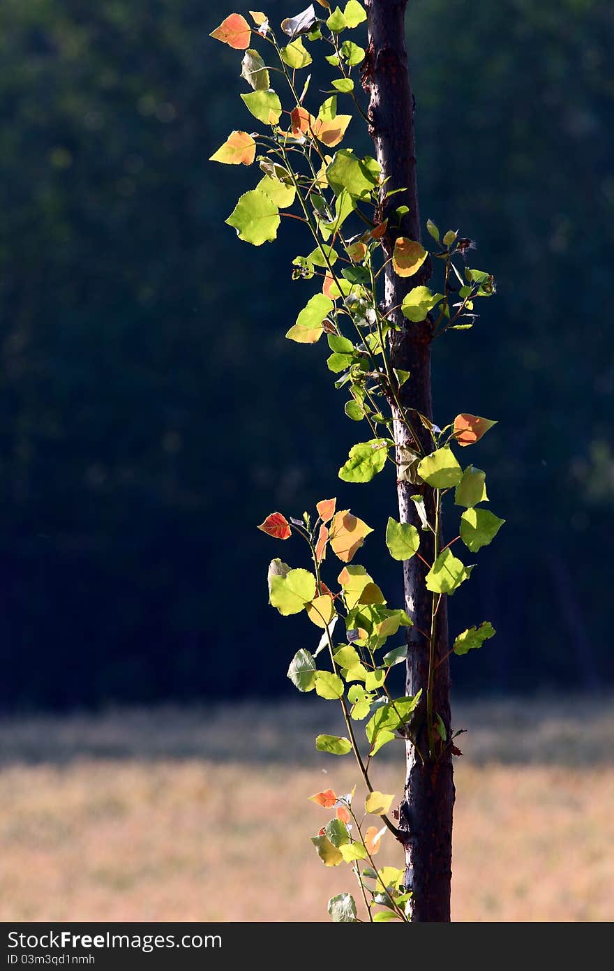 New leaf on a Poplar tree in spring. New leaf on a Poplar tree in spring.