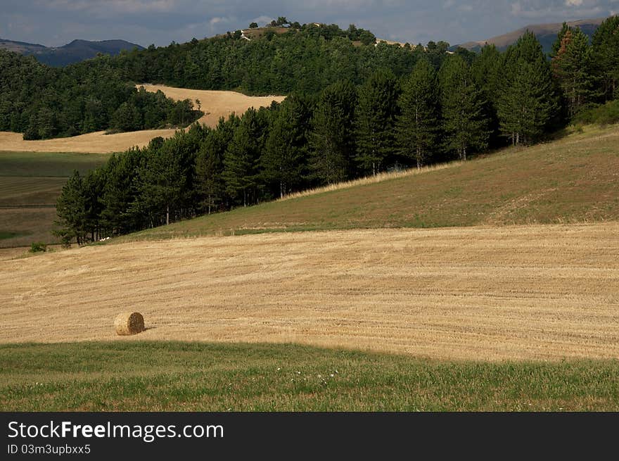 A panoramic view of big forest