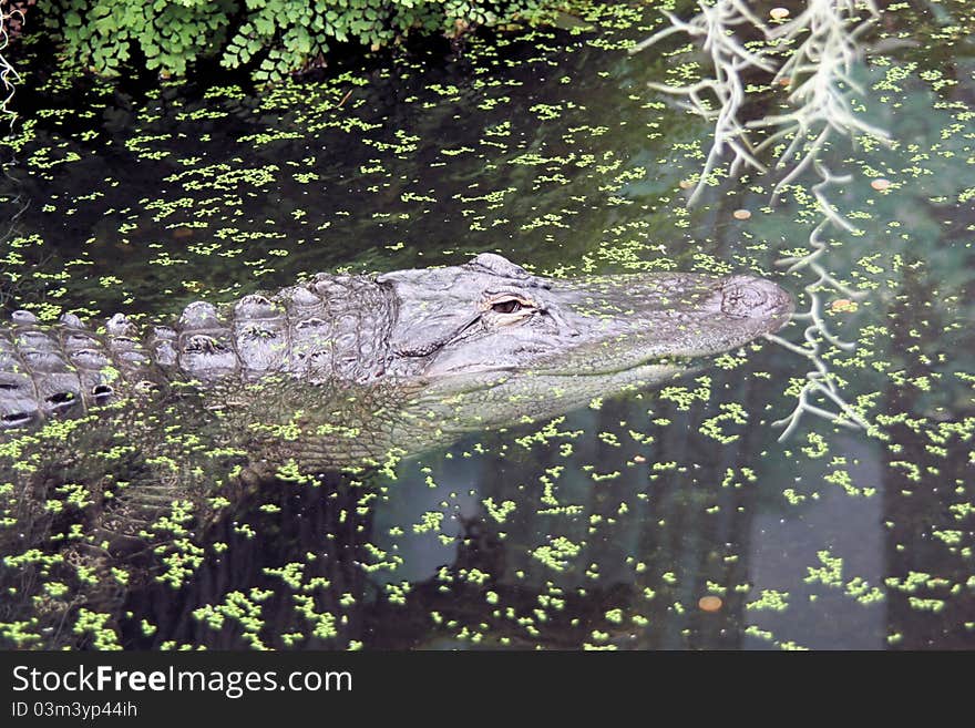 Mississippialligator (Alligator Mississippiensis) in a pond