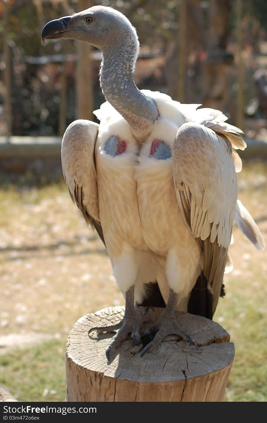 African white backed vulture