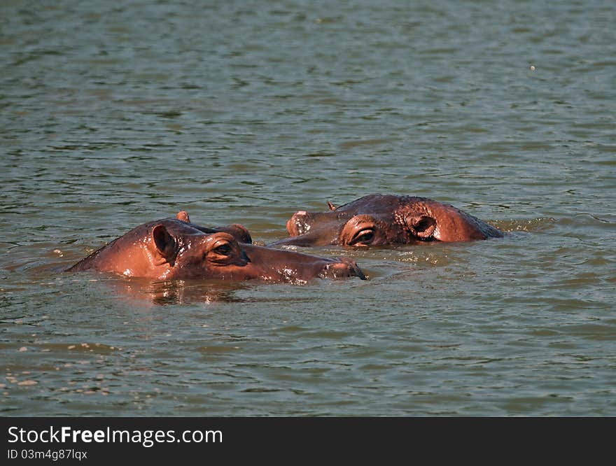 Hippo pair bathing