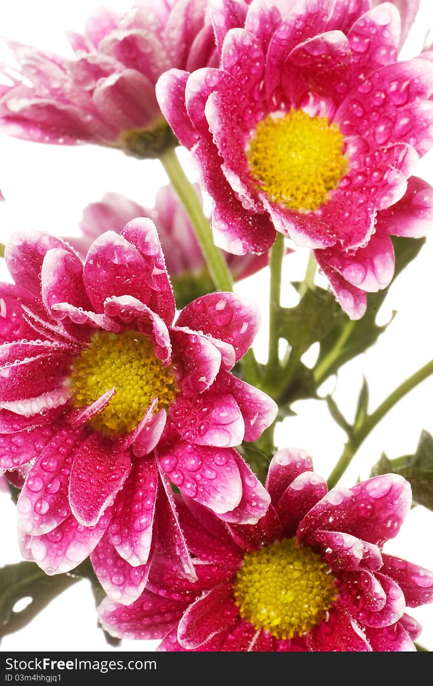 Pink chrysanthemum flower on white background