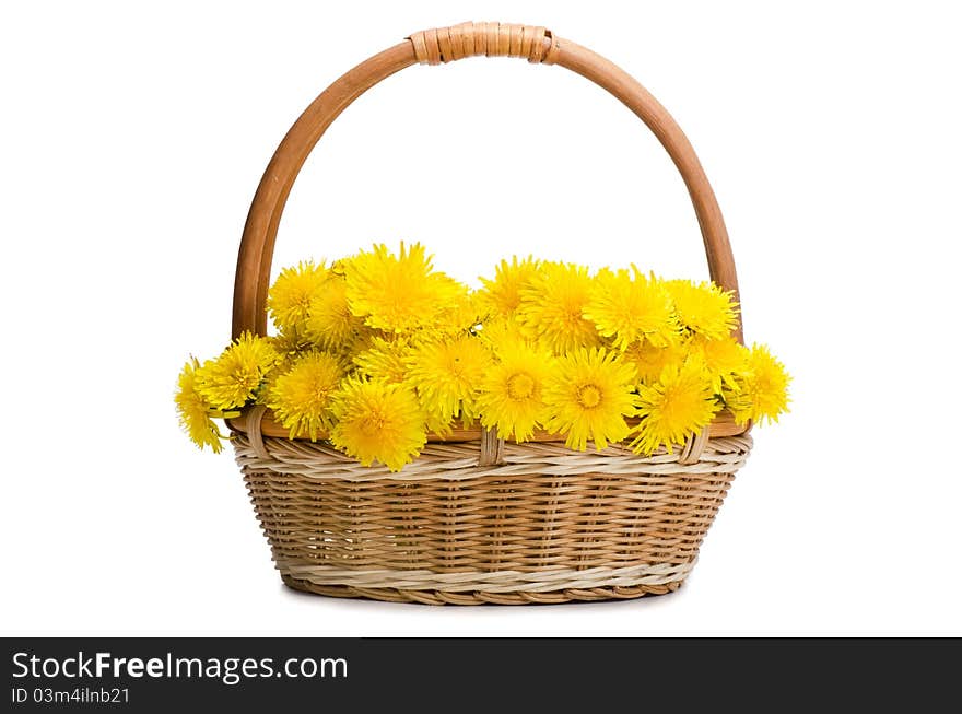 Yellow dandelion on white