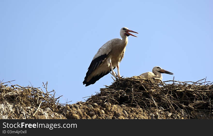 A family of stork nest in morocco by marrakech. A family of stork nest in morocco by marrakech