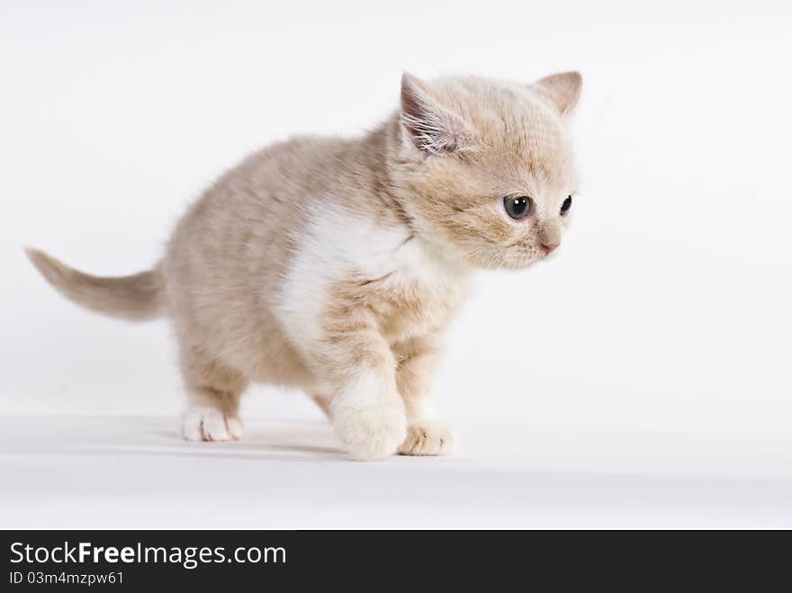 British shorthair kitten, 6 weeks