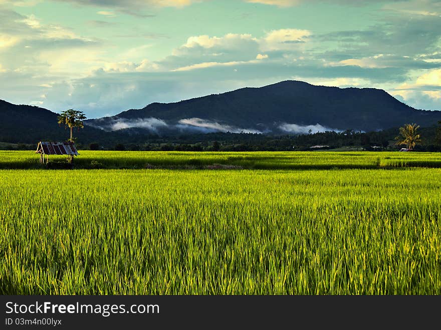 The beautiful lighting on the greens rice field of Thailand. The beautiful lighting on the greens rice field of Thailand.