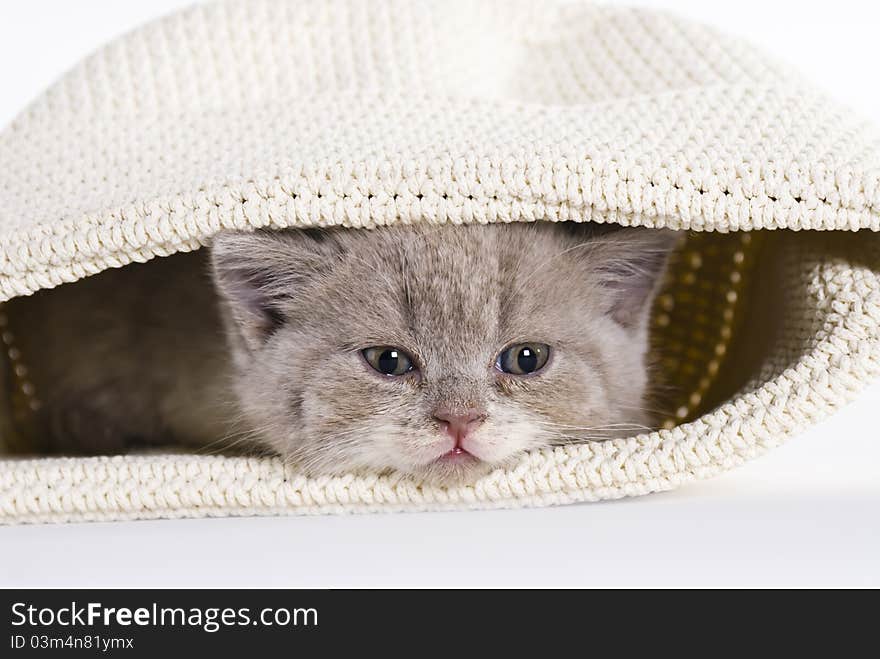 British shorthair kitten, 6 weeks, tired