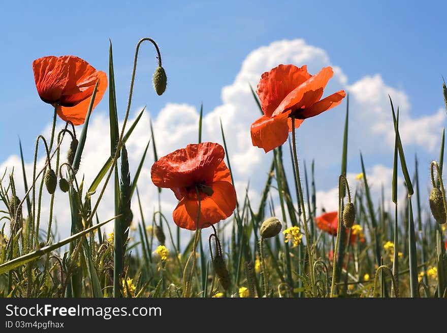 Red Poppies