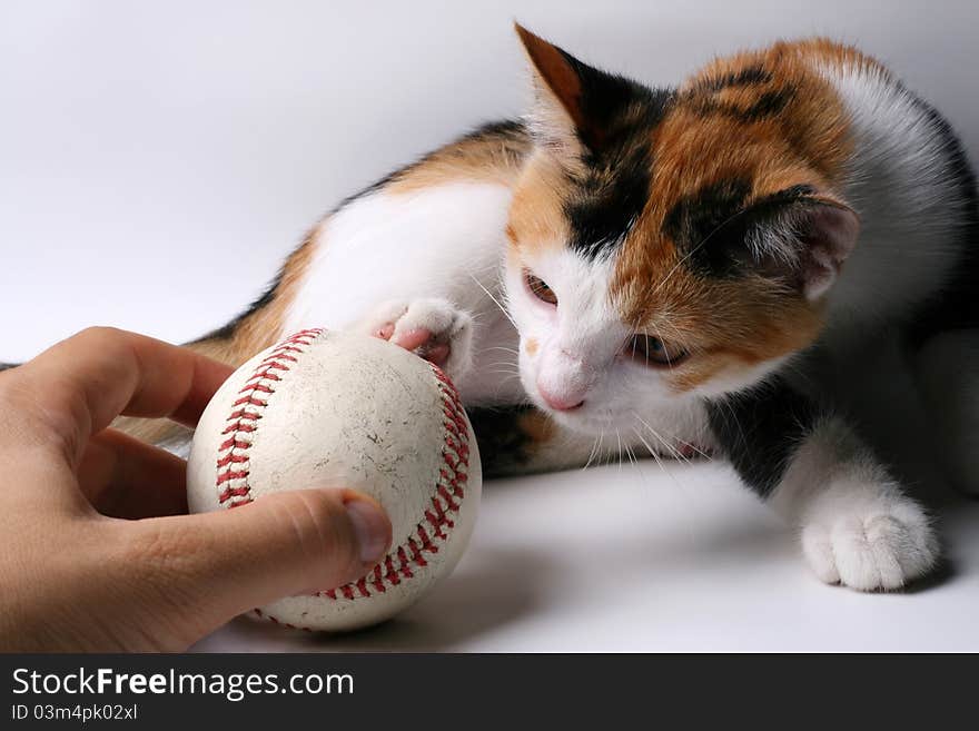 Little cat playing with baseball ball. Little cat playing with baseball ball