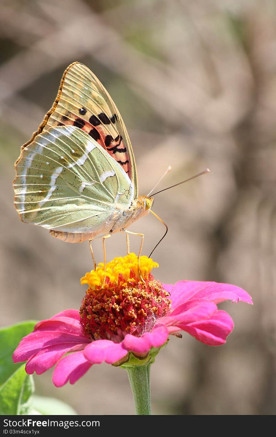 This photograph shows a beautiful butterfly on a flower. This photograph shows a beautiful butterfly on a flower.