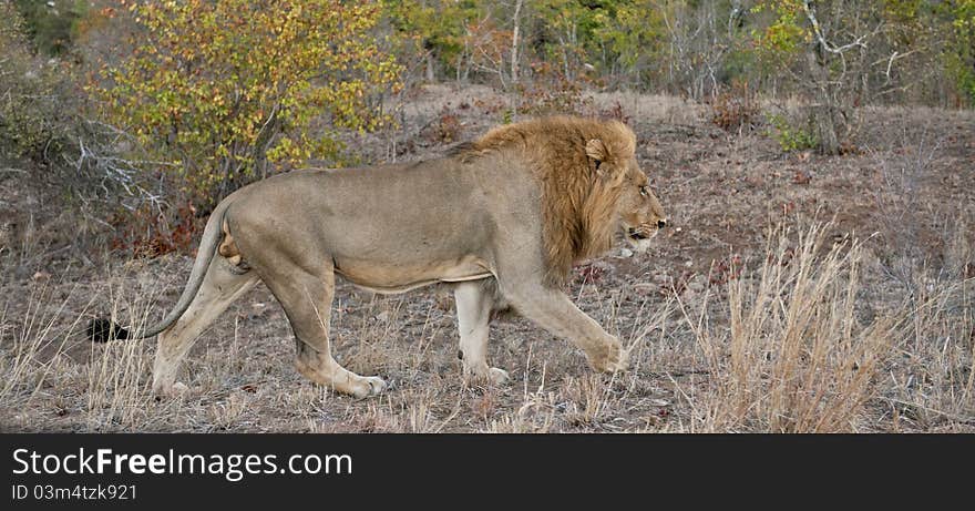 Lion Panorama