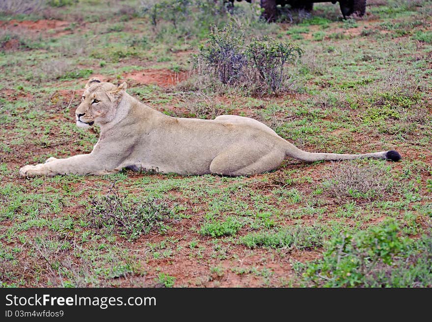 A lioness about to set off ona night of hunting. A lioness about to set off ona night of hunting