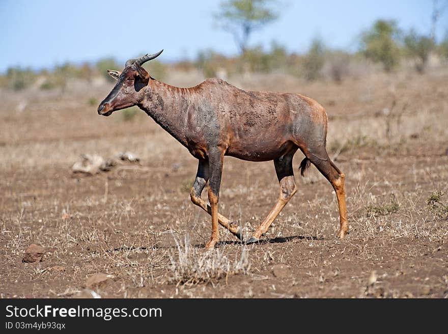 Tssessebe Antelope