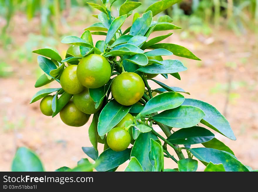 Fresh sour oranges on tree