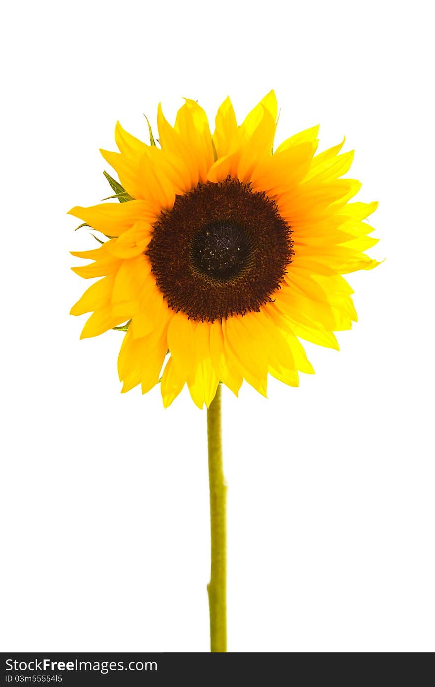 Sunflower isolated on white background