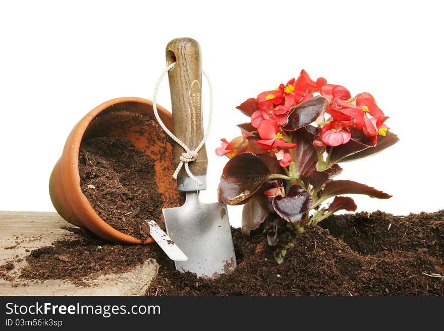 Planting a begonia Summer bedding plant from a pot to the soil