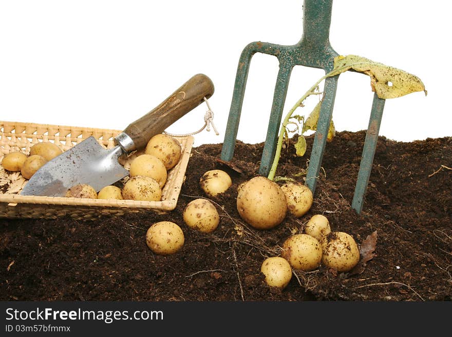 Freshly dug new potatoes in soil with a basket, garden trowel and fork