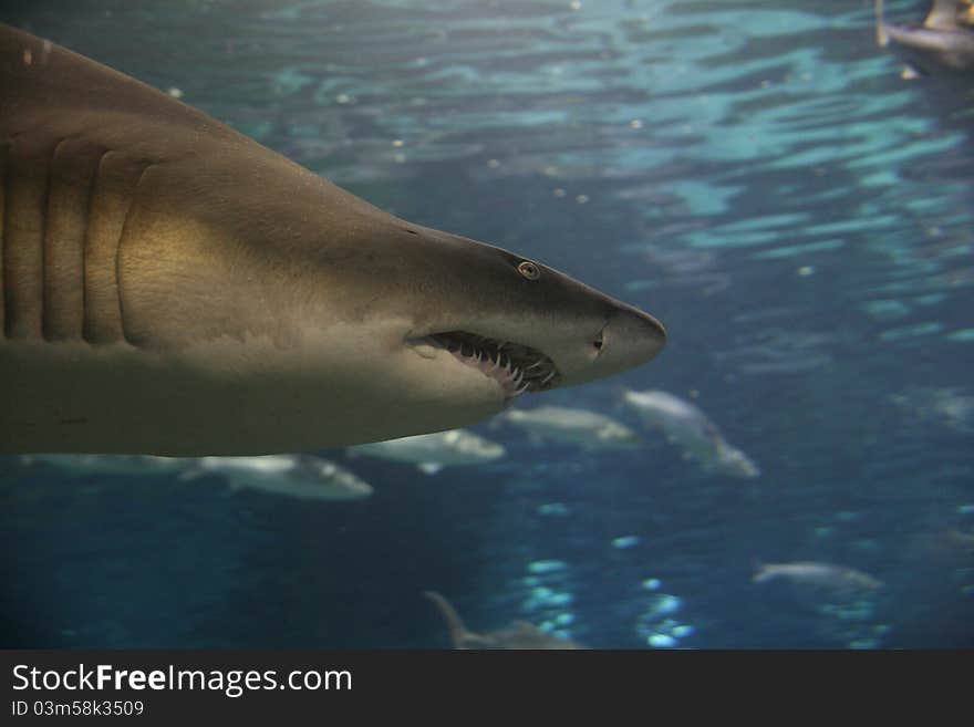 A head of a shark in the acquarium of Barcellona