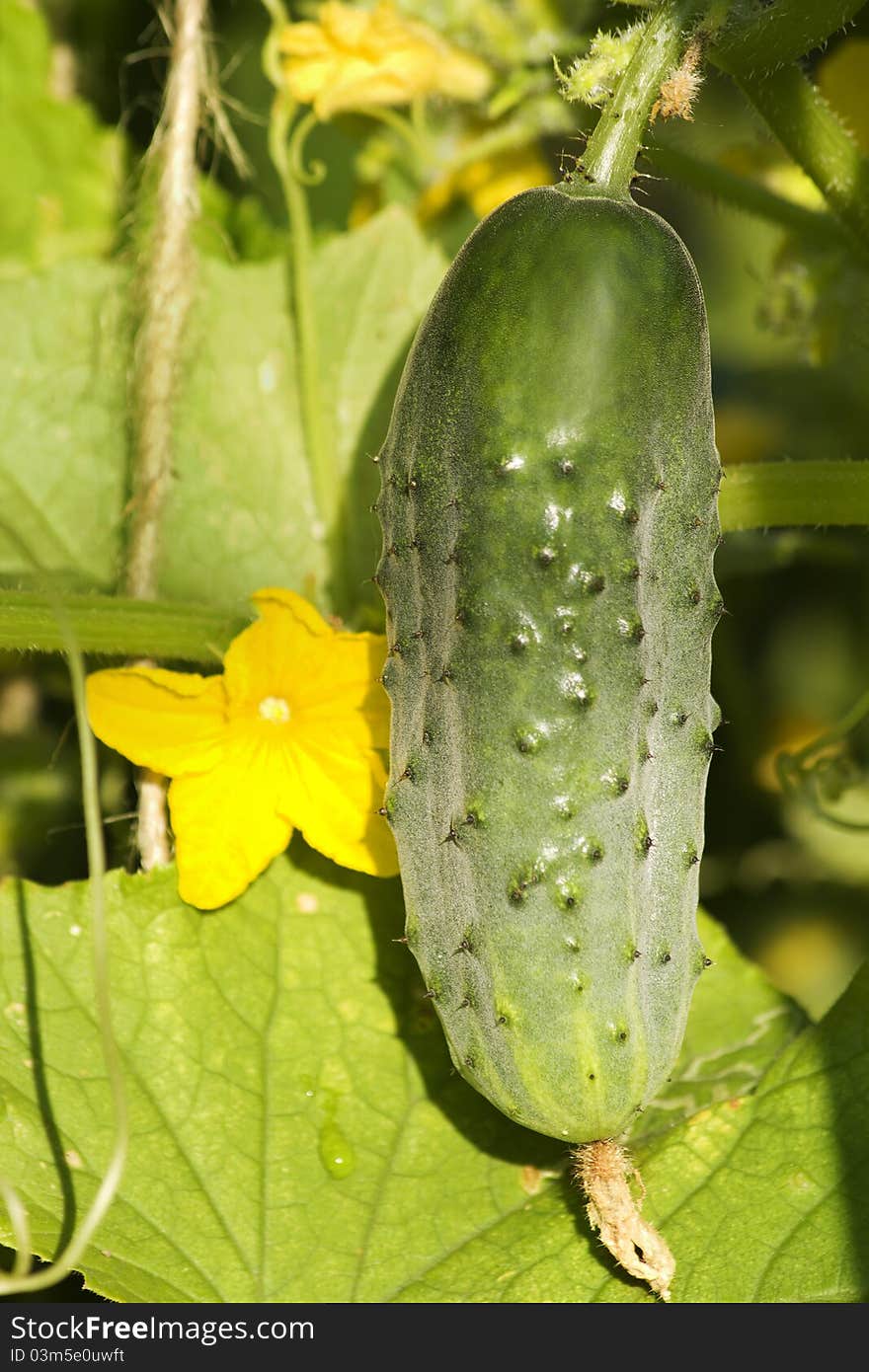 Vegetables Ripe Cucumber