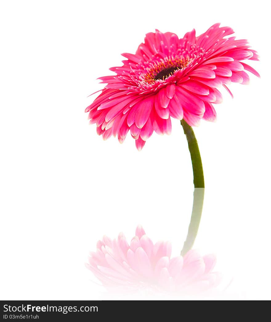 Gerbera flower on white background