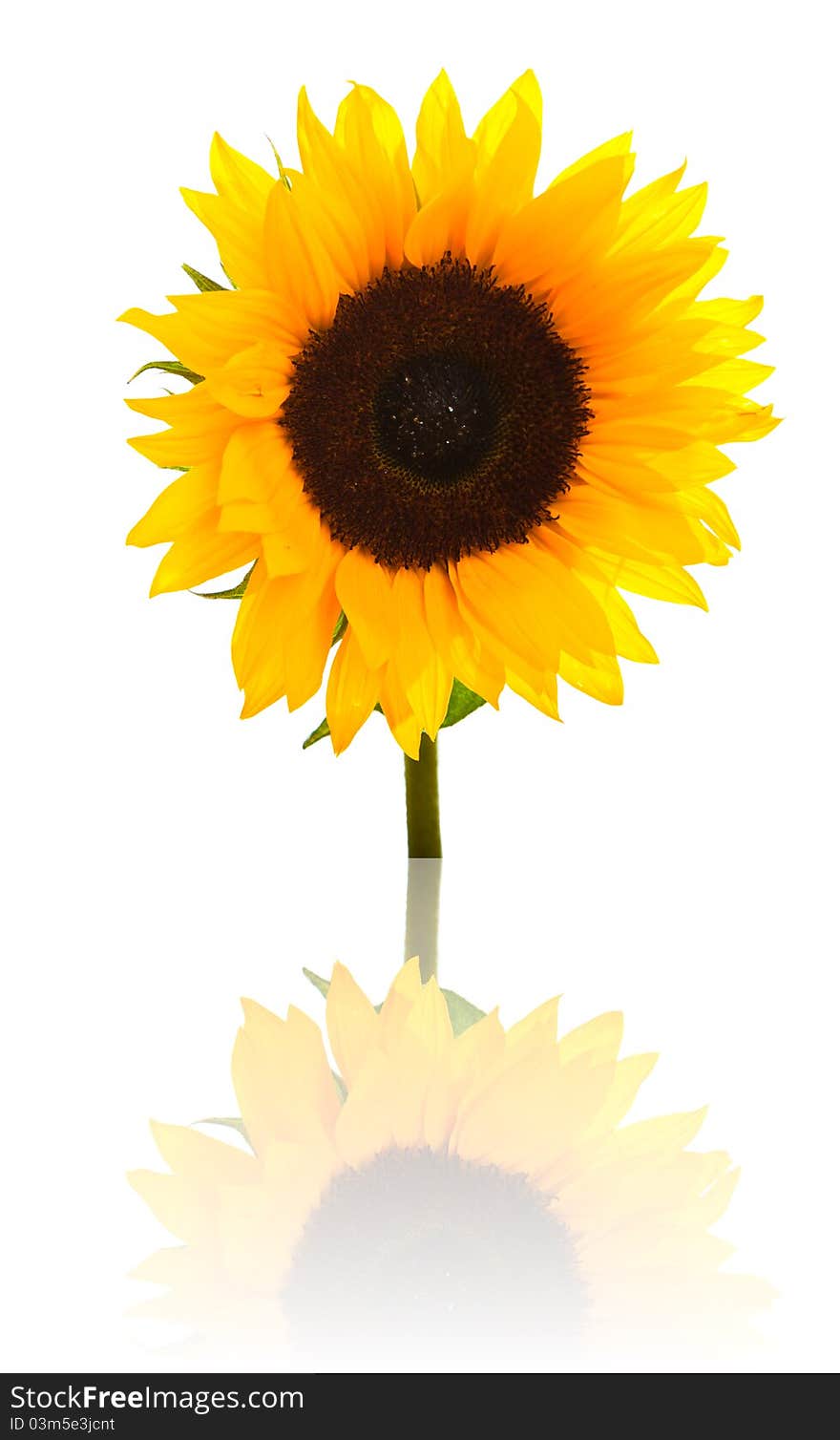 Yellow sunflower on white background