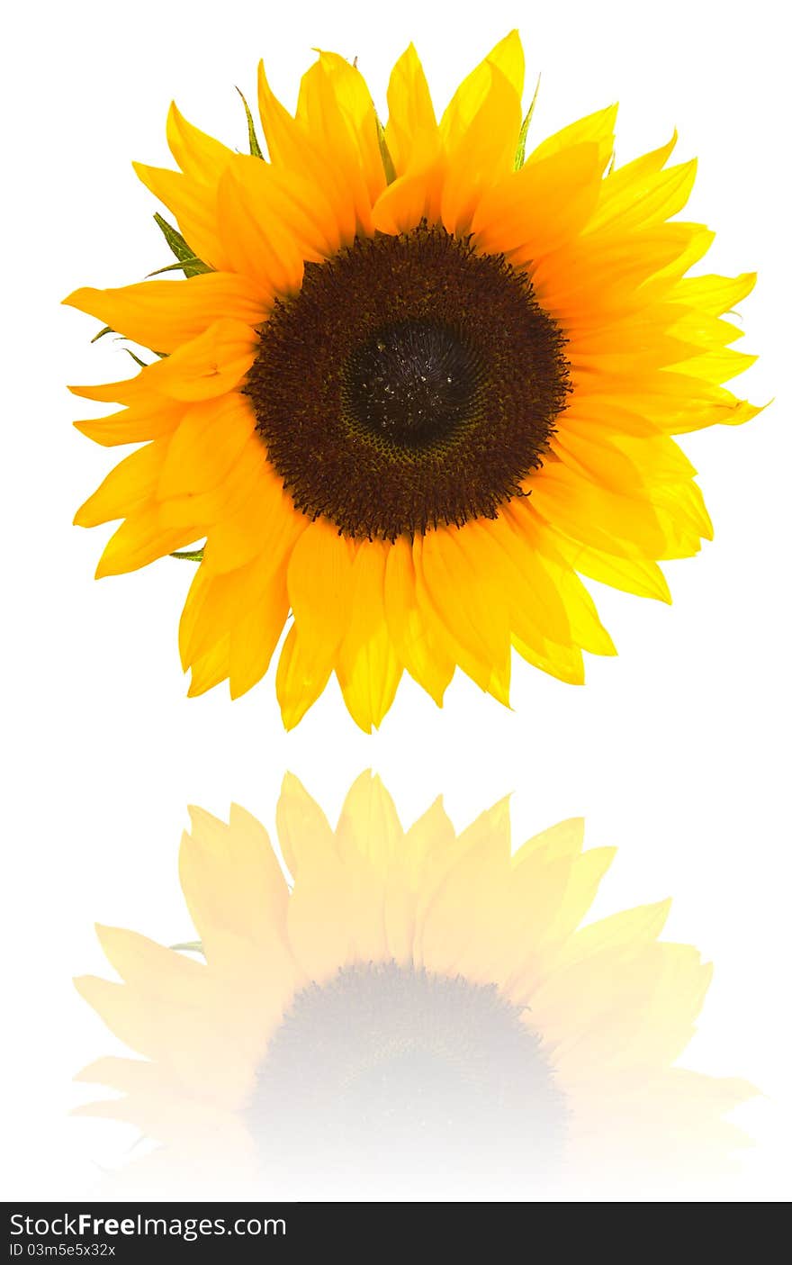 Yellow sunflower on white background