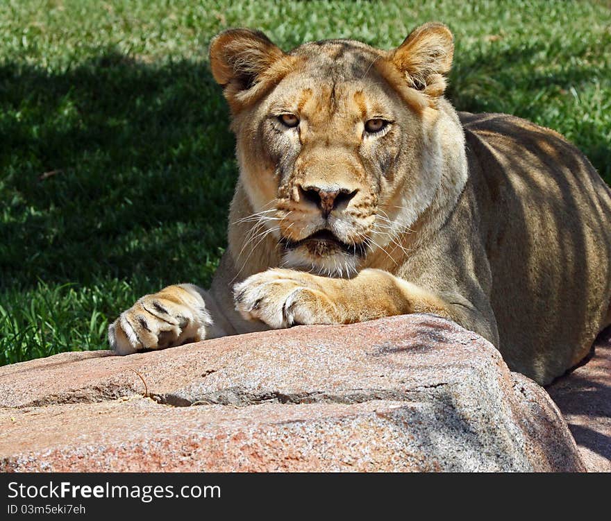 Female Lion Sitting On A Rock Posing Looking At Viewer