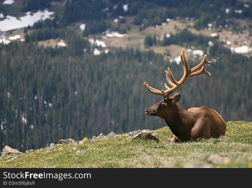 The Bull Elk S Bugle Near The Cliff Edge