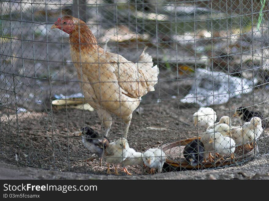 Hen and the chicken's family. Hen and the chicken's family.