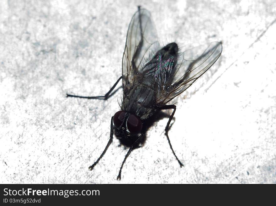 Fly on a dirty background