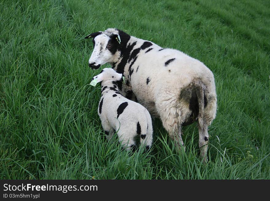 A young white with black lamb standing together with an old sheep in a meadow. A young white with black lamb standing together with an old sheep in a meadow