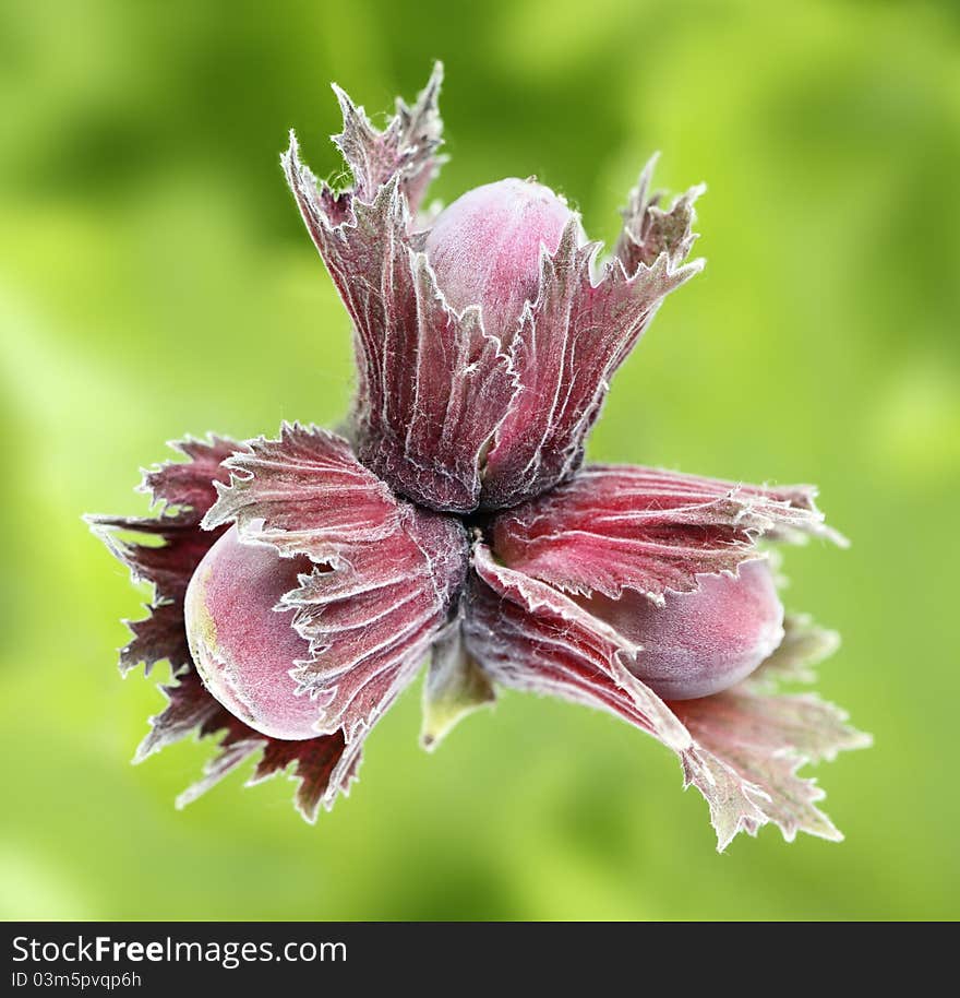 The summer heat more quickly reach a crop of hazel. The summer heat more quickly reach a crop of hazel.