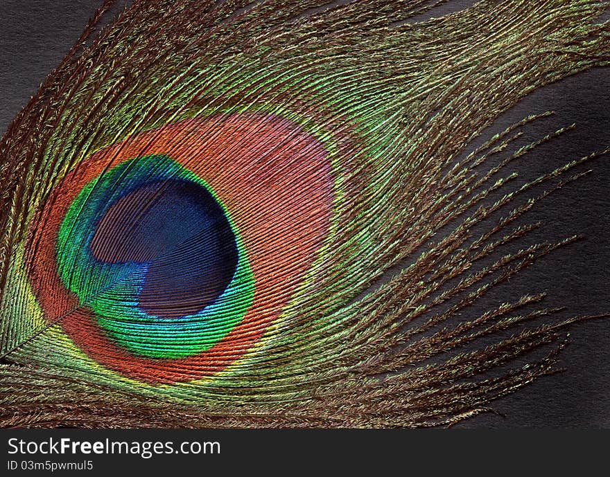 Beautiful colorful Peacock Feather eye close background