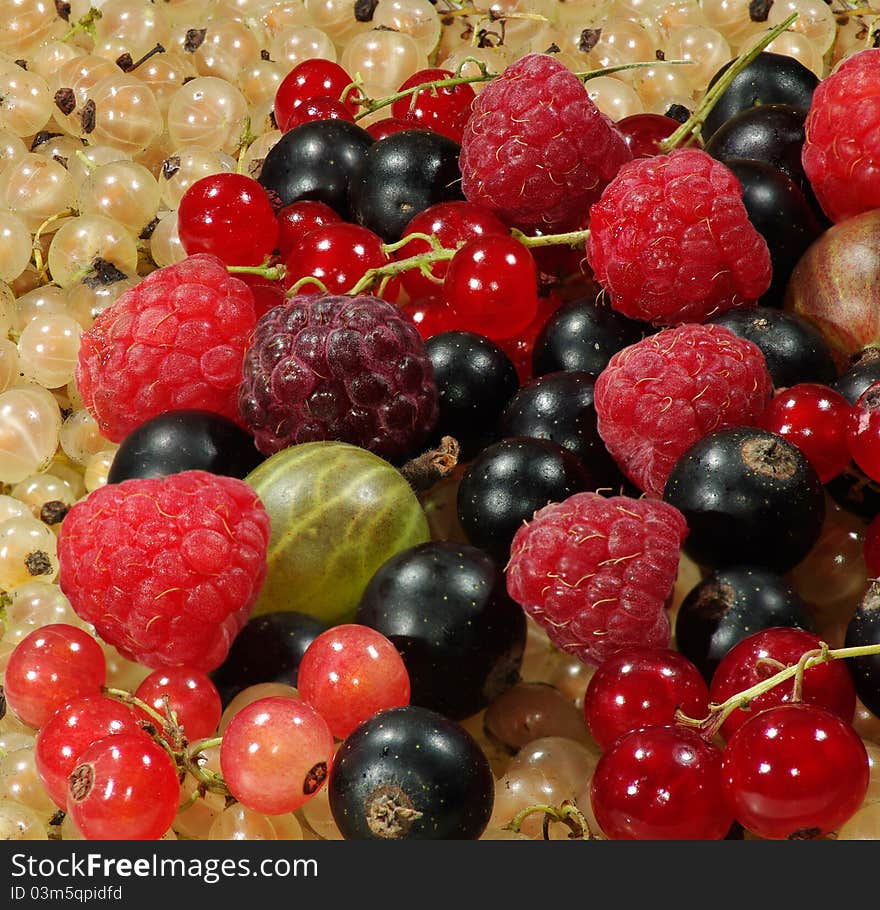 Image of raspberries, gooseberries and currants. Image of raspberries, gooseberries and currants